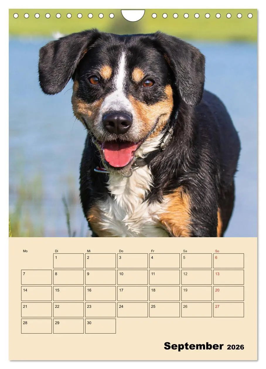 Bild: 9783516388213 | Jahresplaner Entlebucher Sennenhund (Wandkalender 2026 DIN A4...