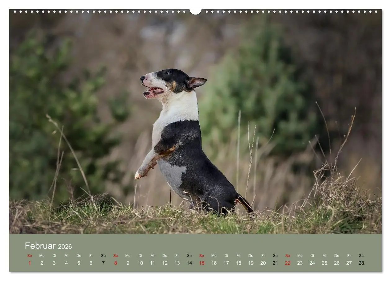 Bild: 9783516698213 | Bullterrier - charmante Herzensbrecher (hochwertiger Premium...