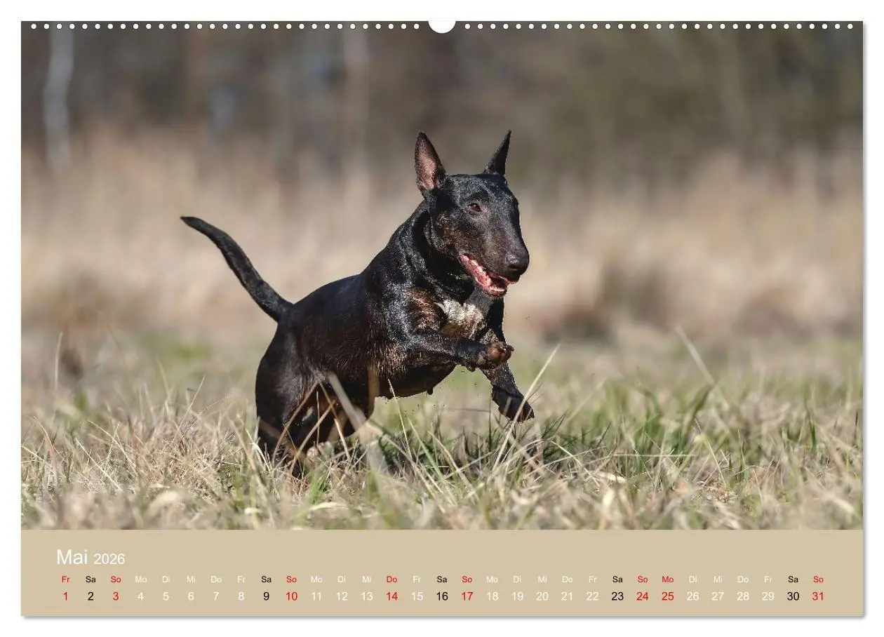 Bild: 9783516698213 | Bullterrier - charmante Herzensbrecher (hochwertiger Premium...