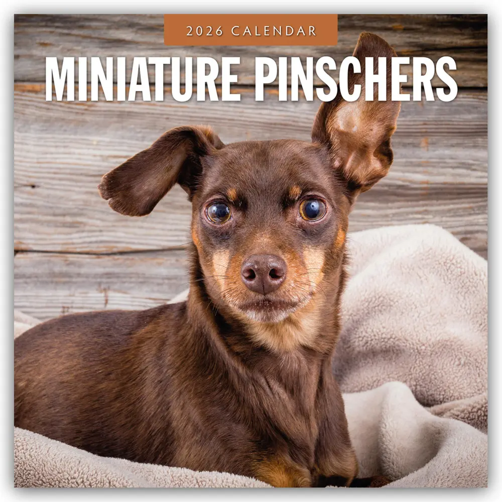 Cover: 9781804428313 | Miniature Pinschers - Zwergpinscher - Rehpinscher 2026 -...