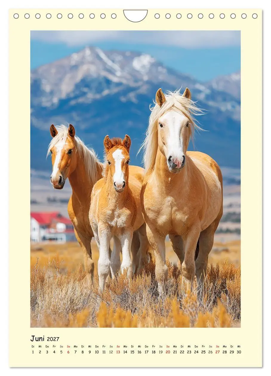 Bild: 9783516758313 | Westernpferde. Quarter Horse und Paint Horse auf dem Farmland...
