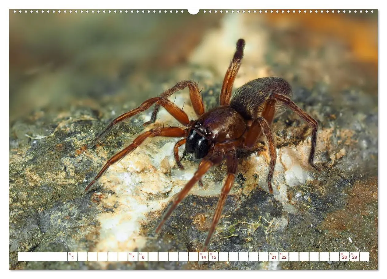 Bild: 9783457348413 | Spinnen in Deutschland (hochwertiger Premium Wandkalender 2026 DIN...