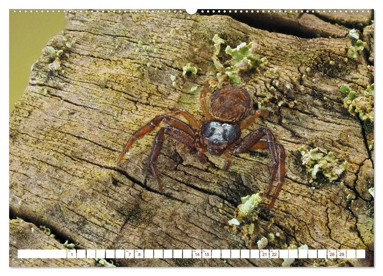 Bild: 9783457348413 | Spinnen in Deutschland (hochwertiger Premium Wandkalender 2026 DIN...