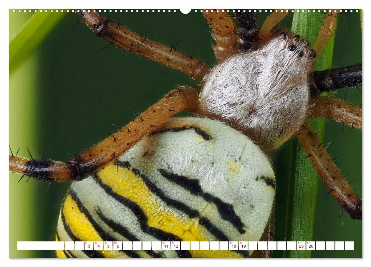 Bild: 9783457348413 | Spinnen in Deutschland (hochwertiger Premium Wandkalender 2026 DIN...