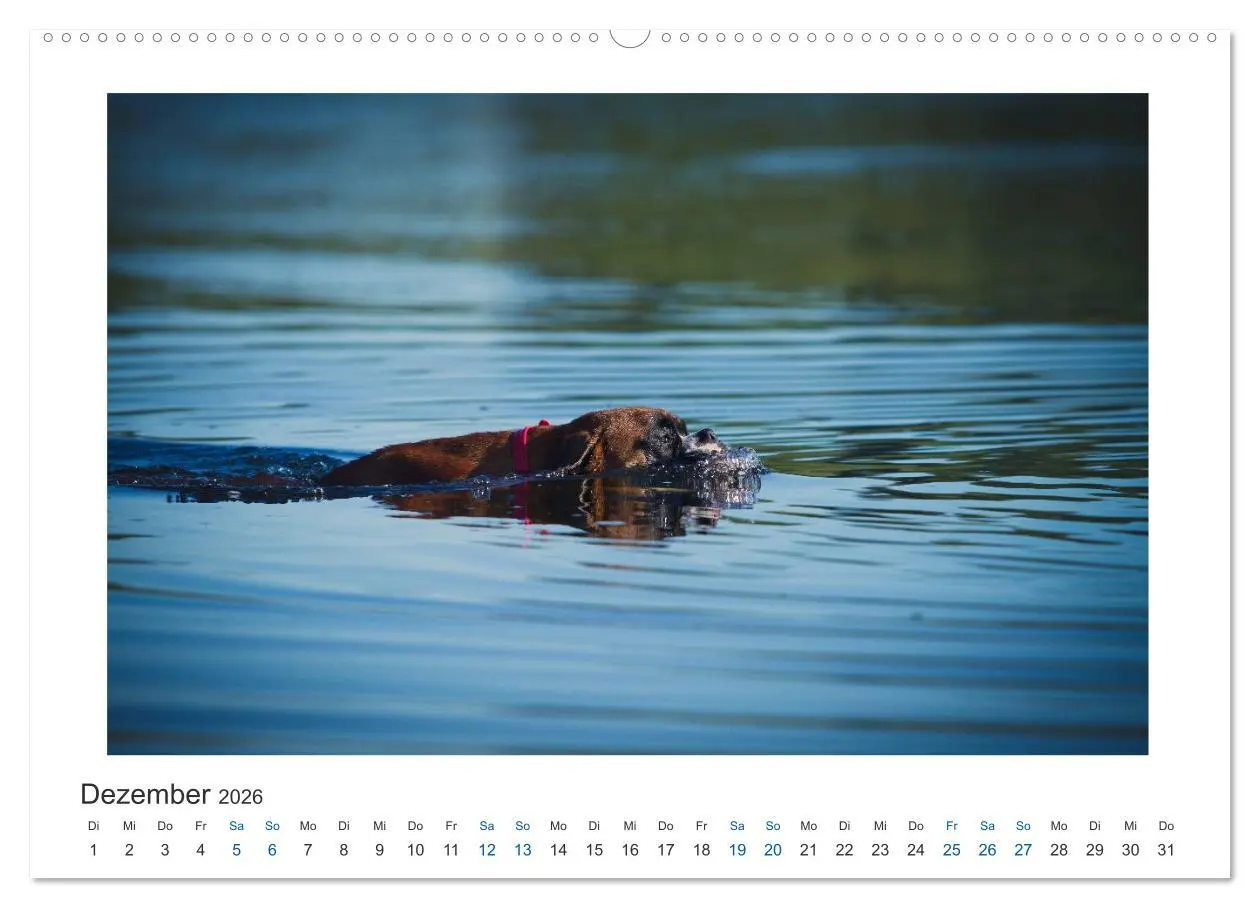 Bild: 9783516118513 | Deutscher Boxer - Boxer im Wasser 2026 (hochwertiger Premium...