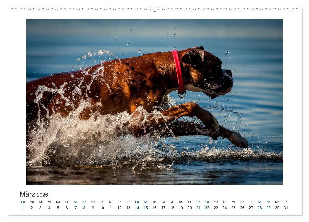 Bild: 9783516118513 | Deutscher Boxer - Boxer im Wasser 2026 (hochwertiger Premium...