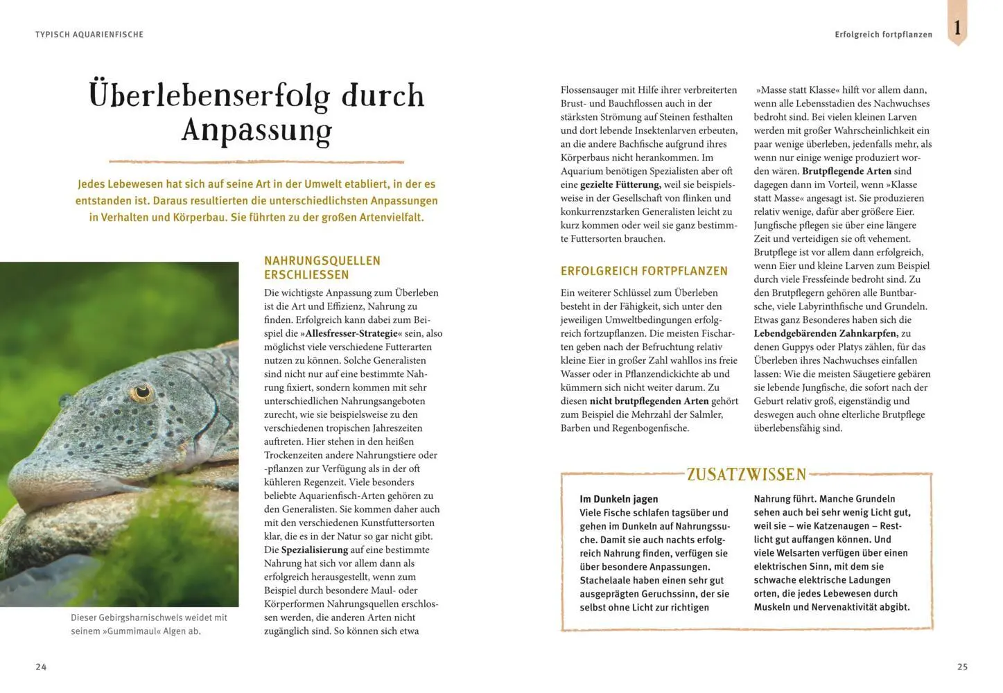 Bild: 9783833848513 | Faszinierendes Aquarium | Ulrich Schliewen | Taschenbuch | 144 S.