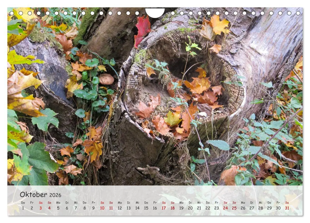 Bild: 9783457328613 | Vier Jahreszeiten - Eine Welt (Wandkalender 2026 DIN A4 quer),...