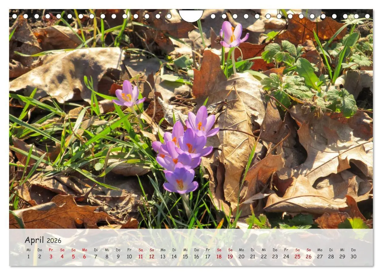 Bild: 9783457328613 | Vier Jahreszeiten - Eine Welt (Wandkalender 2026 DIN A4 quer),...