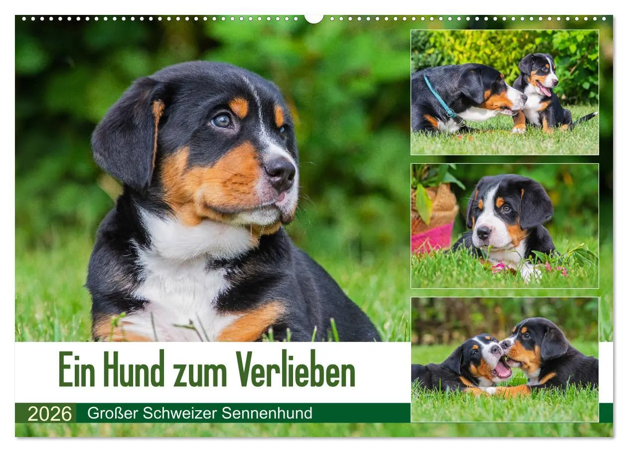 Cover: 9783457778913 | Ein Hund zum Verlieben - Großer Schweizer Sennenhund (Wandkalender...