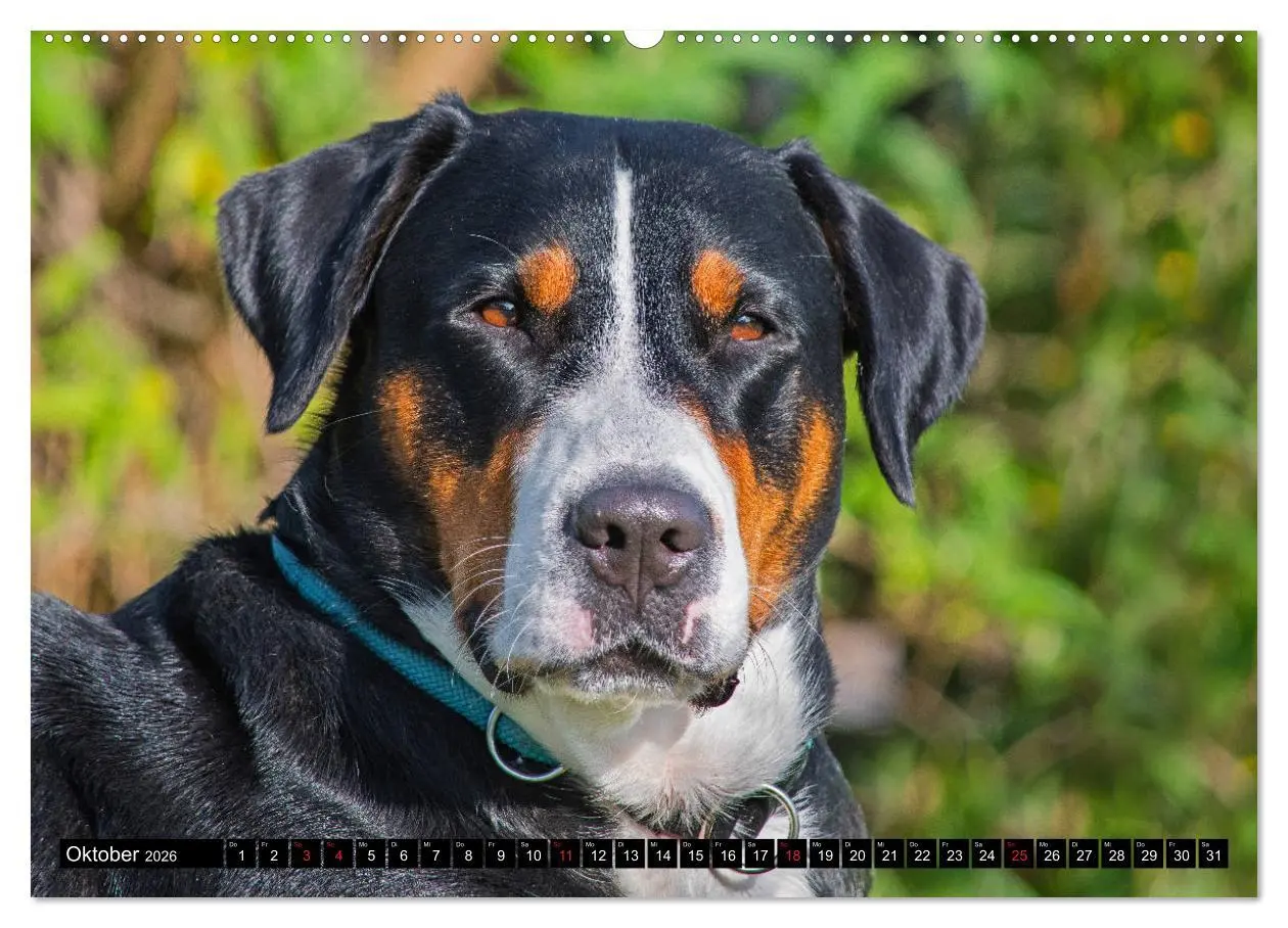 Bild: 9783457778913 | Ein Hund zum Verlieben - Großer Schweizer Sennenhund (Wandkalender...