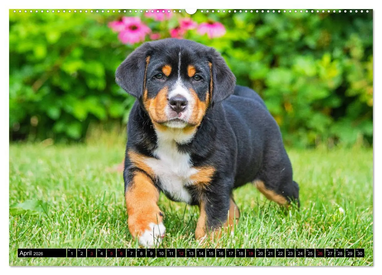 Bild: 9783457778913 | Ein Hund zum Verlieben - Großer Schweizer Sennenhund (Wandkalender...