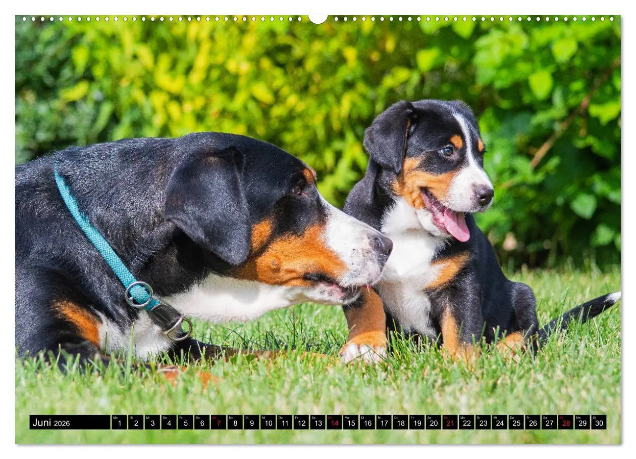 Bild: 9783457778913 | Ein Hund zum Verlieben - Großer Schweizer Sennenhund (Wandkalender...