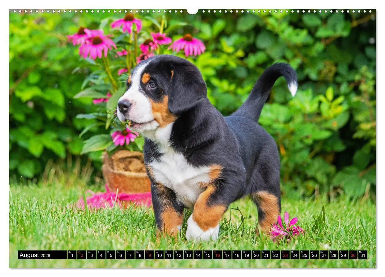 Bild: 9783457778913 | Ein Hund zum Verlieben - Großer Schweizer Sennenhund (Wandkalender...
