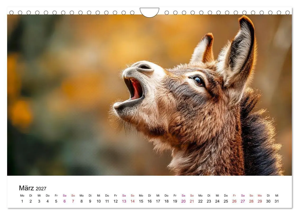 Bild: 9783516759013 | Esel - neugierige Typen (Wandkalender 2027 DIN A4 quer), CALVENDO...