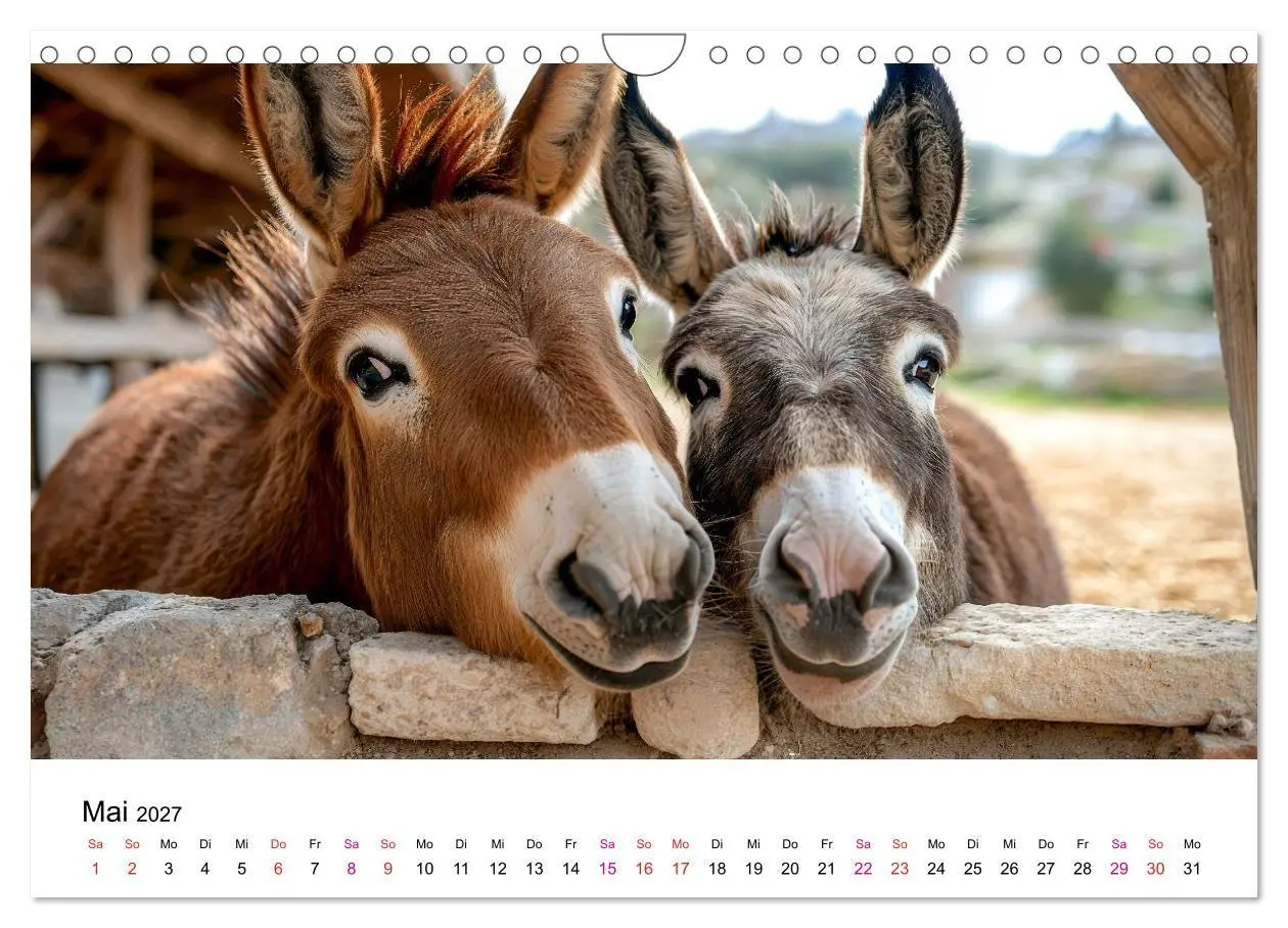 Bild: 9783516759013 | Esel - neugierige Typen (Wandkalender 2027 DIN A4 quer), CALVENDO...