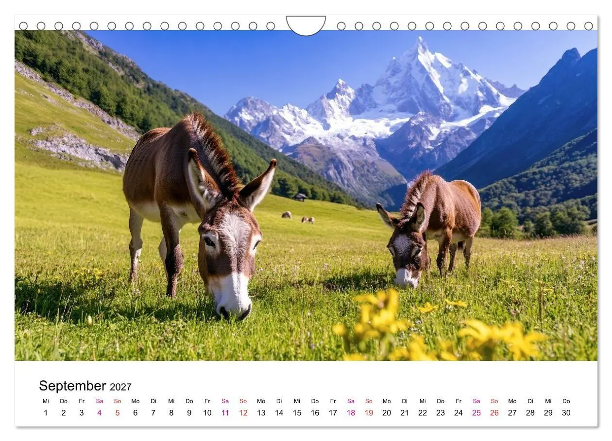 Bild: 9783516759013 | Esel - neugierige Typen (Wandkalender 2027 DIN A4 quer), CALVENDO...
