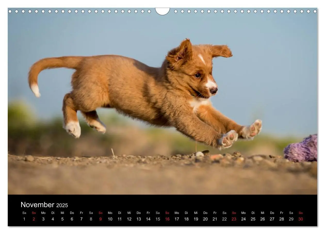 Bild: 9783435629213 | Toller - Nova Scotia Duck Tolling Retriever (Wandkalender 2025 DIN...
