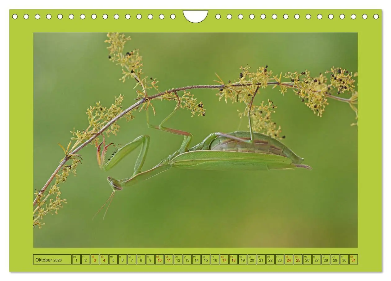 Bild: 9783457719213 | Die Gottesanbeterin Mantis Religiosa (Wandkalender 2026 DIN A4...
