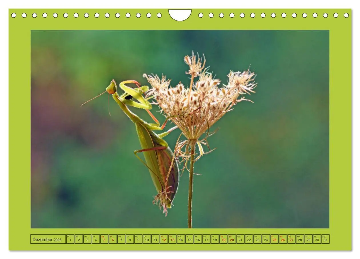Bild: 9783457719213 | Die Gottesanbeterin Mantis Religiosa (Wandkalender 2026 DIN A4...