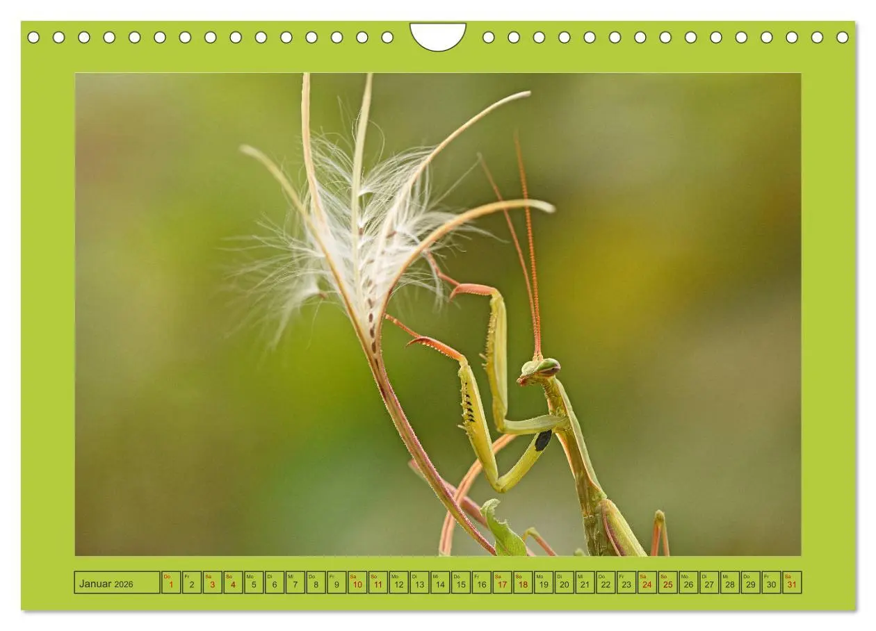 Bild: 9783457719213 | Die Gottesanbeterin Mantis Religiosa (Wandkalender 2026 DIN A4...