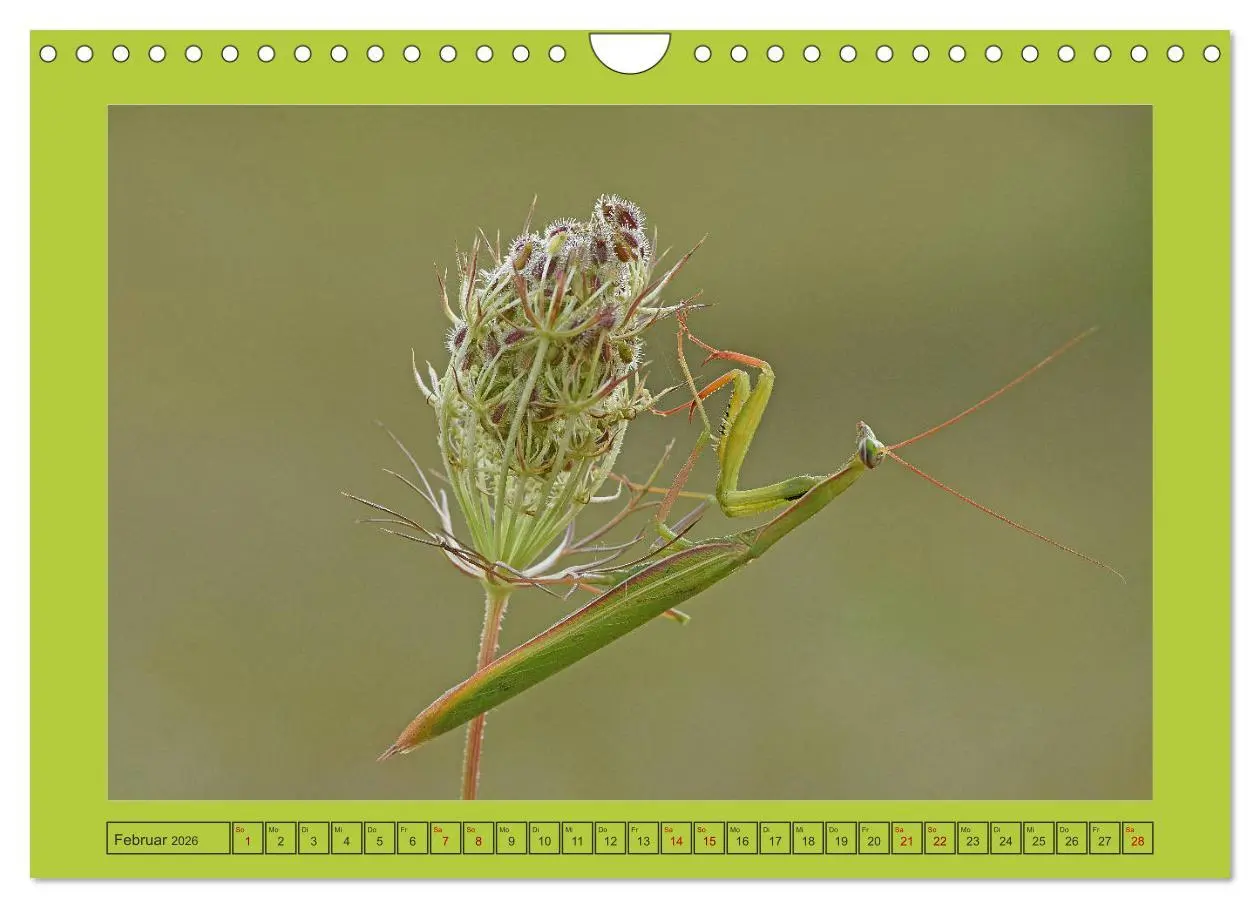 Bild: 9783457719213 | Die Gottesanbeterin Mantis Religiosa (Wandkalender 2026 DIN A4...