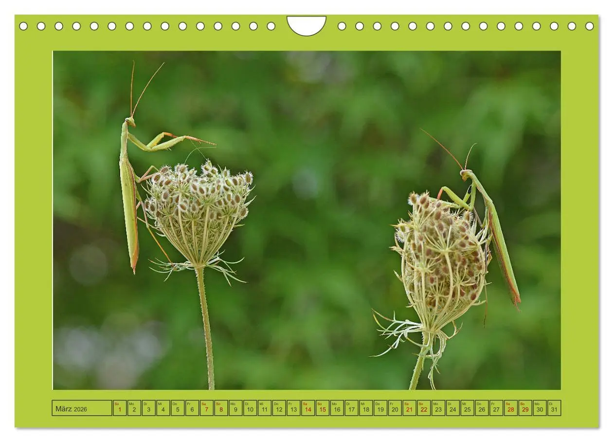 Bild: 9783457719213 | Die Gottesanbeterin Mantis Religiosa (Wandkalender 2026 DIN A4...