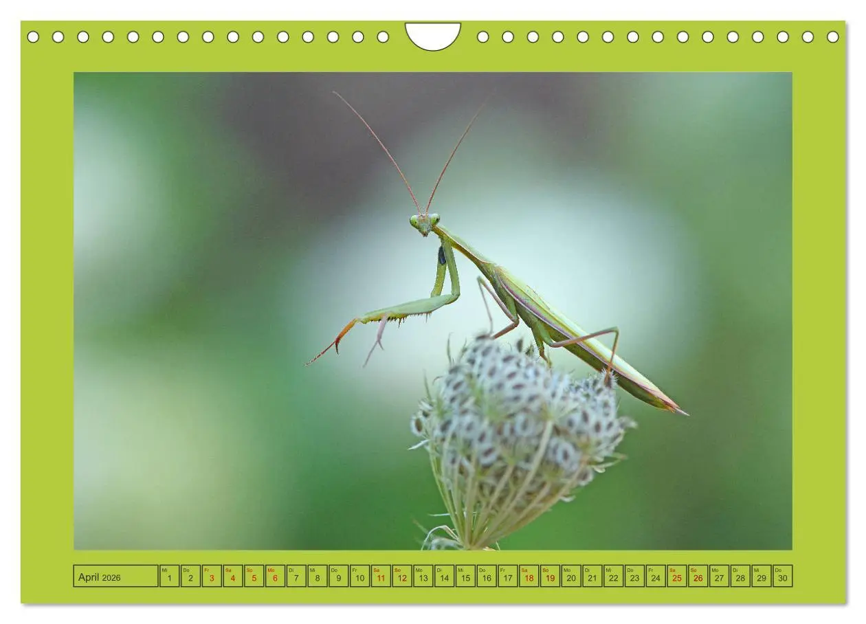 Bild: 9783457719213 | Die Gottesanbeterin Mantis Religiosa (Wandkalender 2026 DIN A4...