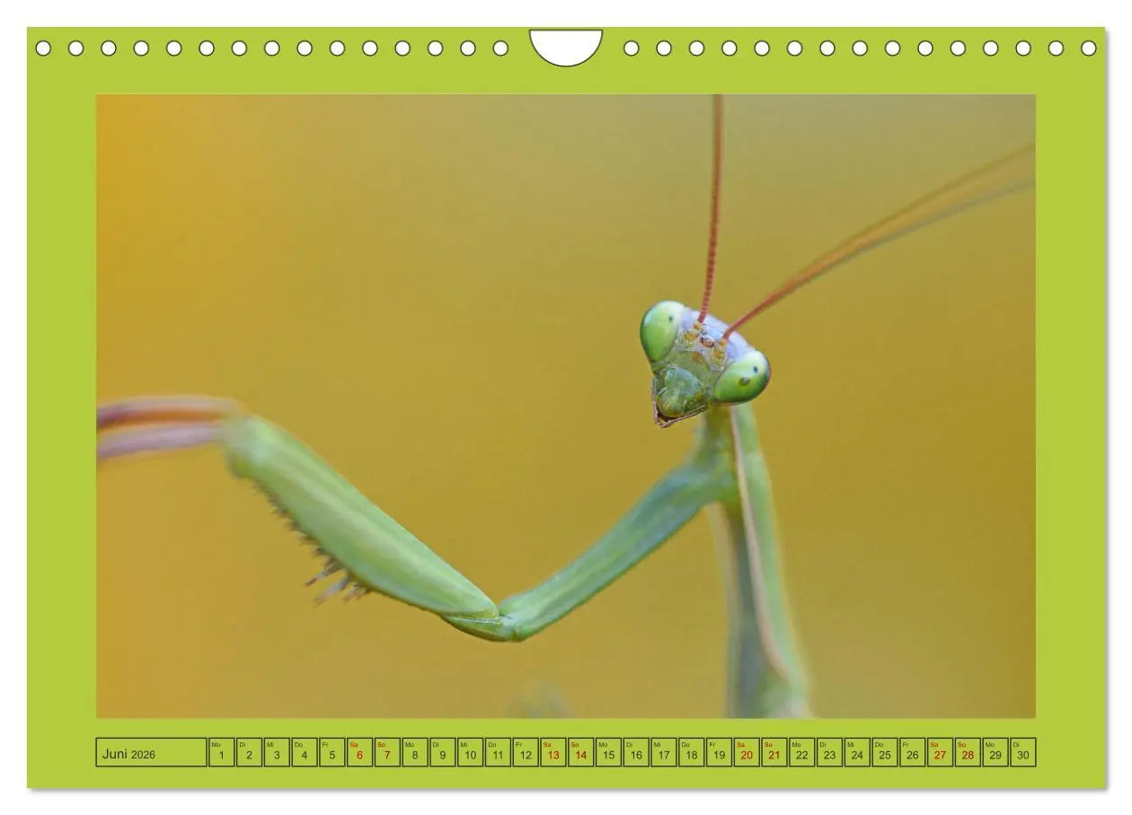 Bild: 9783457719213 | Die Gottesanbeterin Mantis Religiosa (Wandkalender 2026 DIN A4...