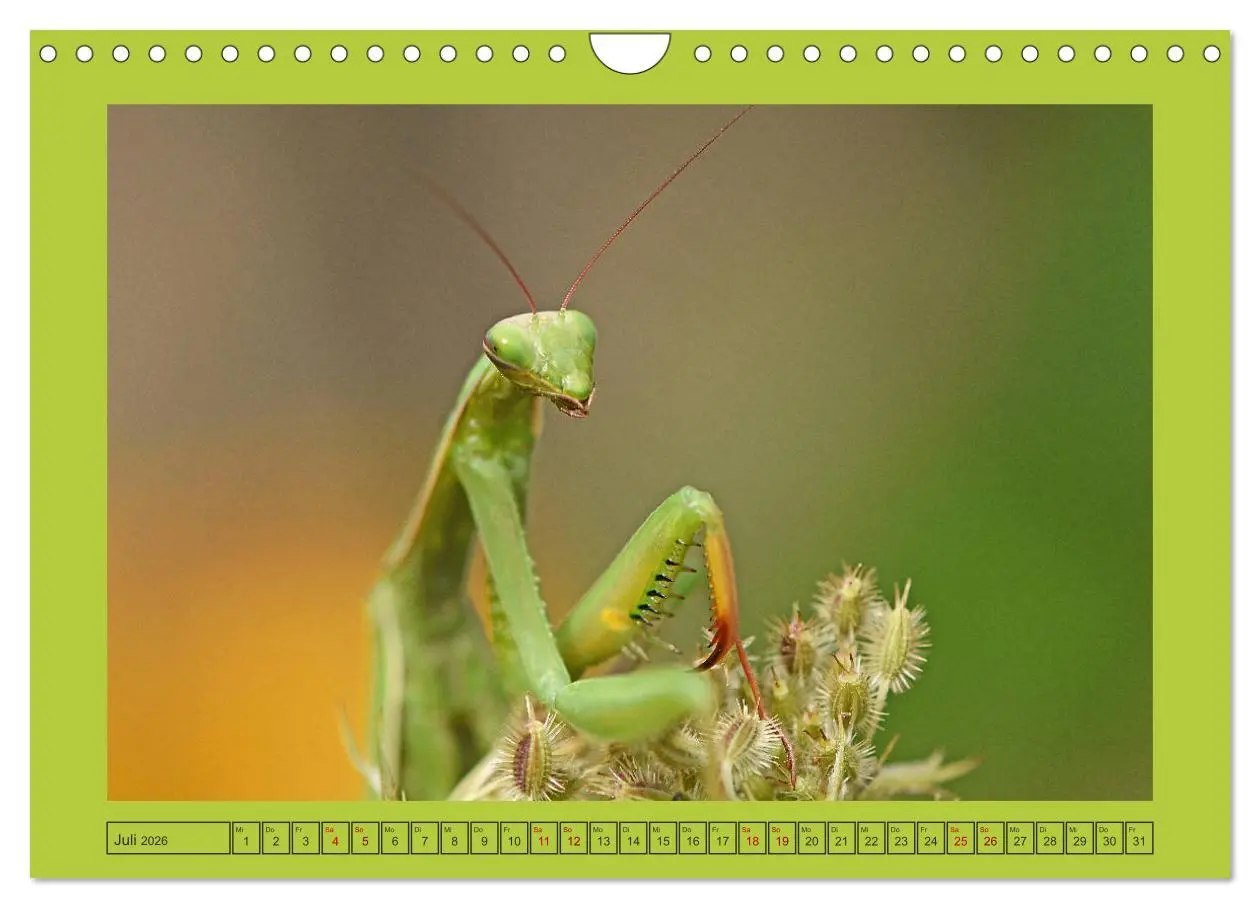 Bild: 9783457719213 | Die Gottesanbeterin Mantis Religiosa (Wandkalender 2026 DIN A4...