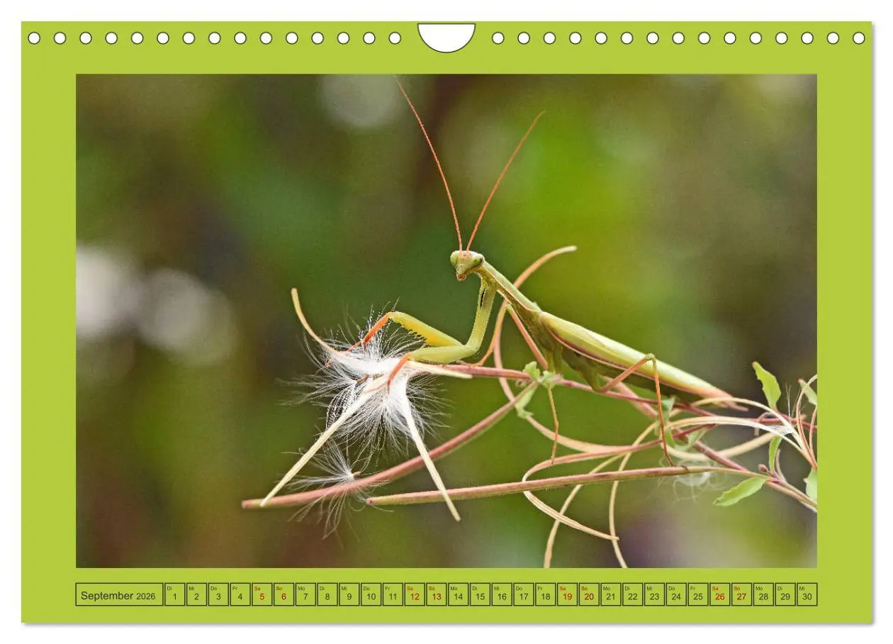 Bild: 9783457719213 | Die Gottesanbeterin Mantis Religiosa (Wandkalender 2026 DIN A4...