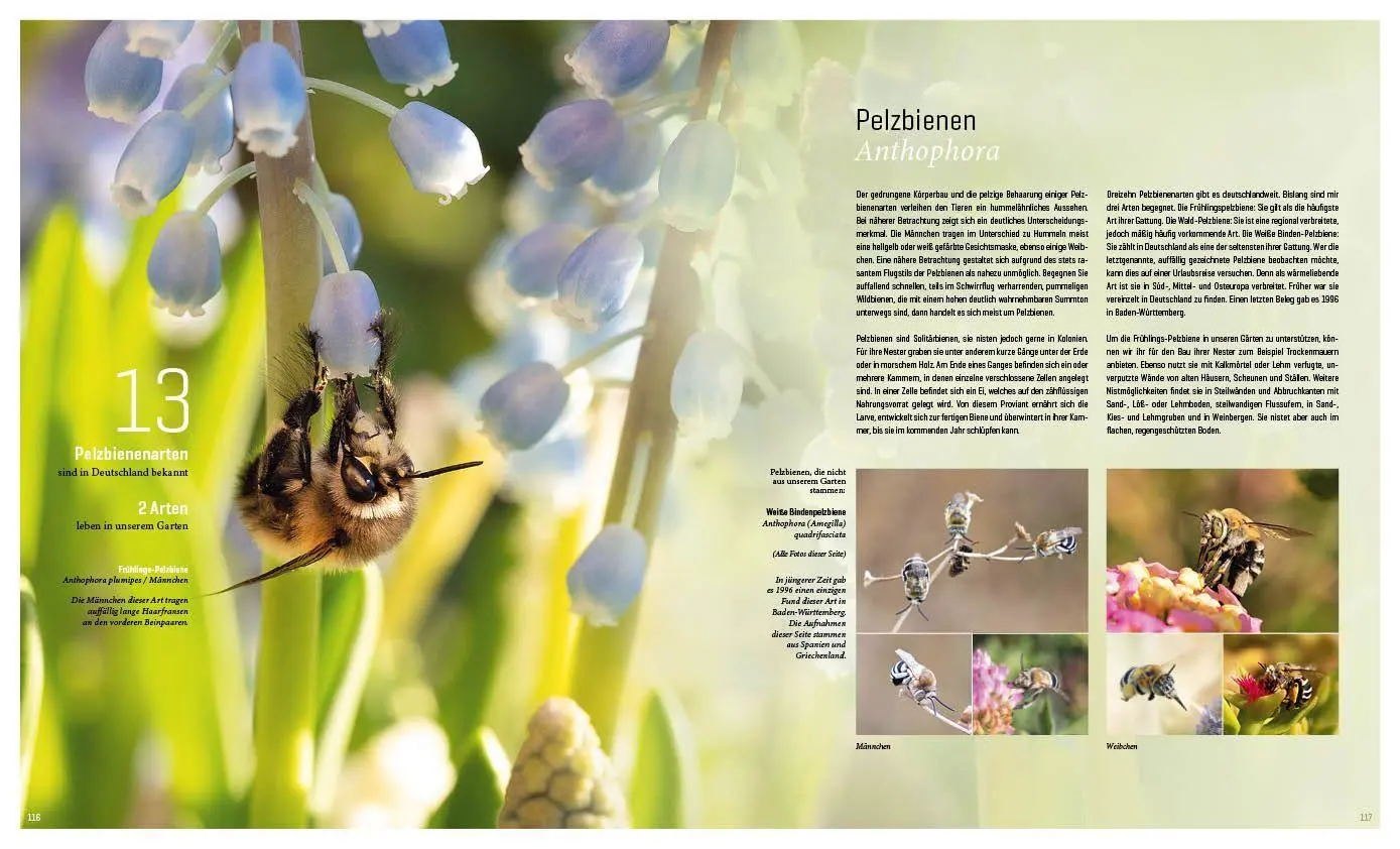 Bild: 9783943969313 | Mein Artenretter Garten | Anja Eder | Buch | 336 S. | Deutsch | 2026