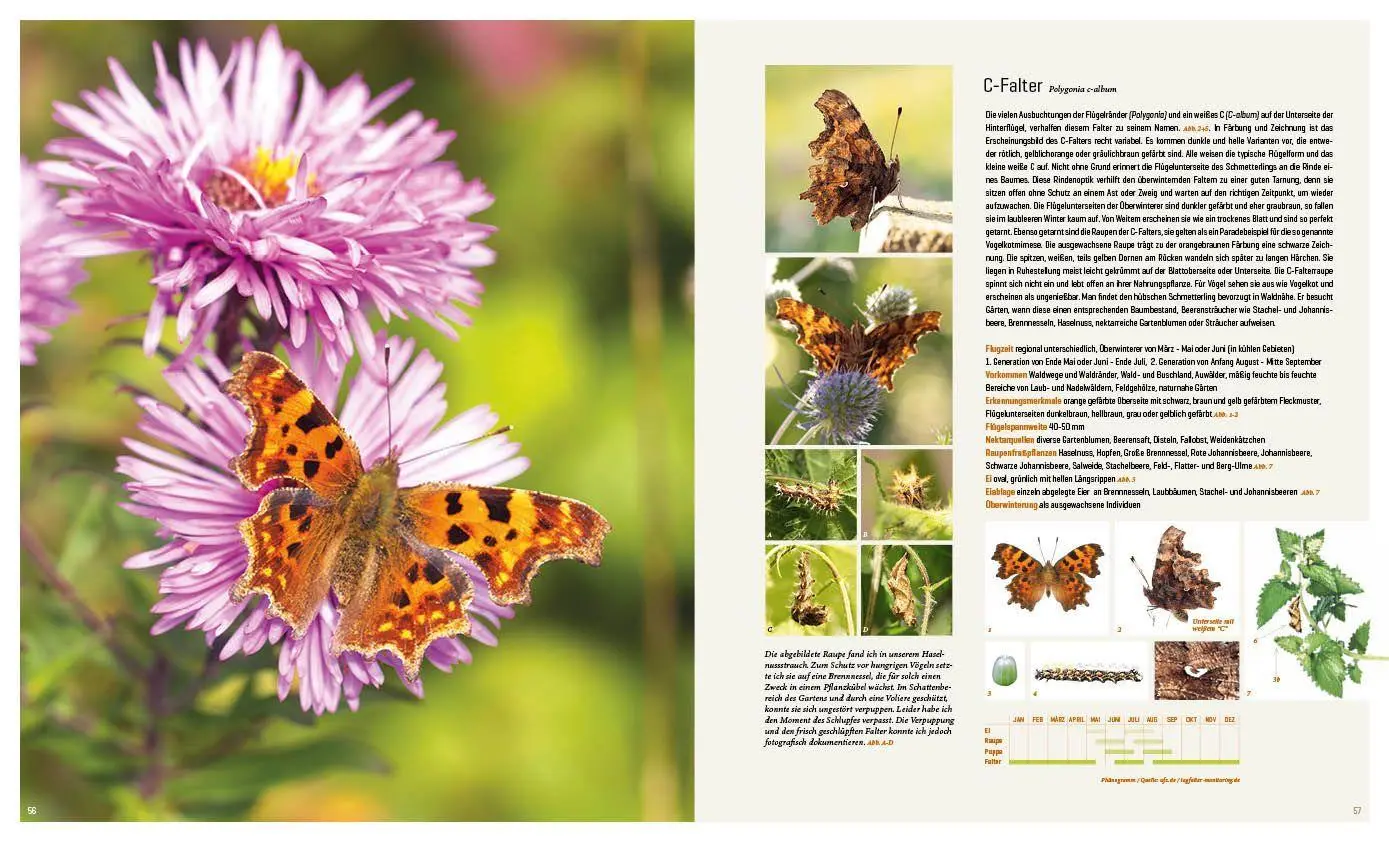 Bild: 9783943969313 | Mein Artenretter Garten | Anja Eder | Buch | 336 S. | Deutsch | 2026