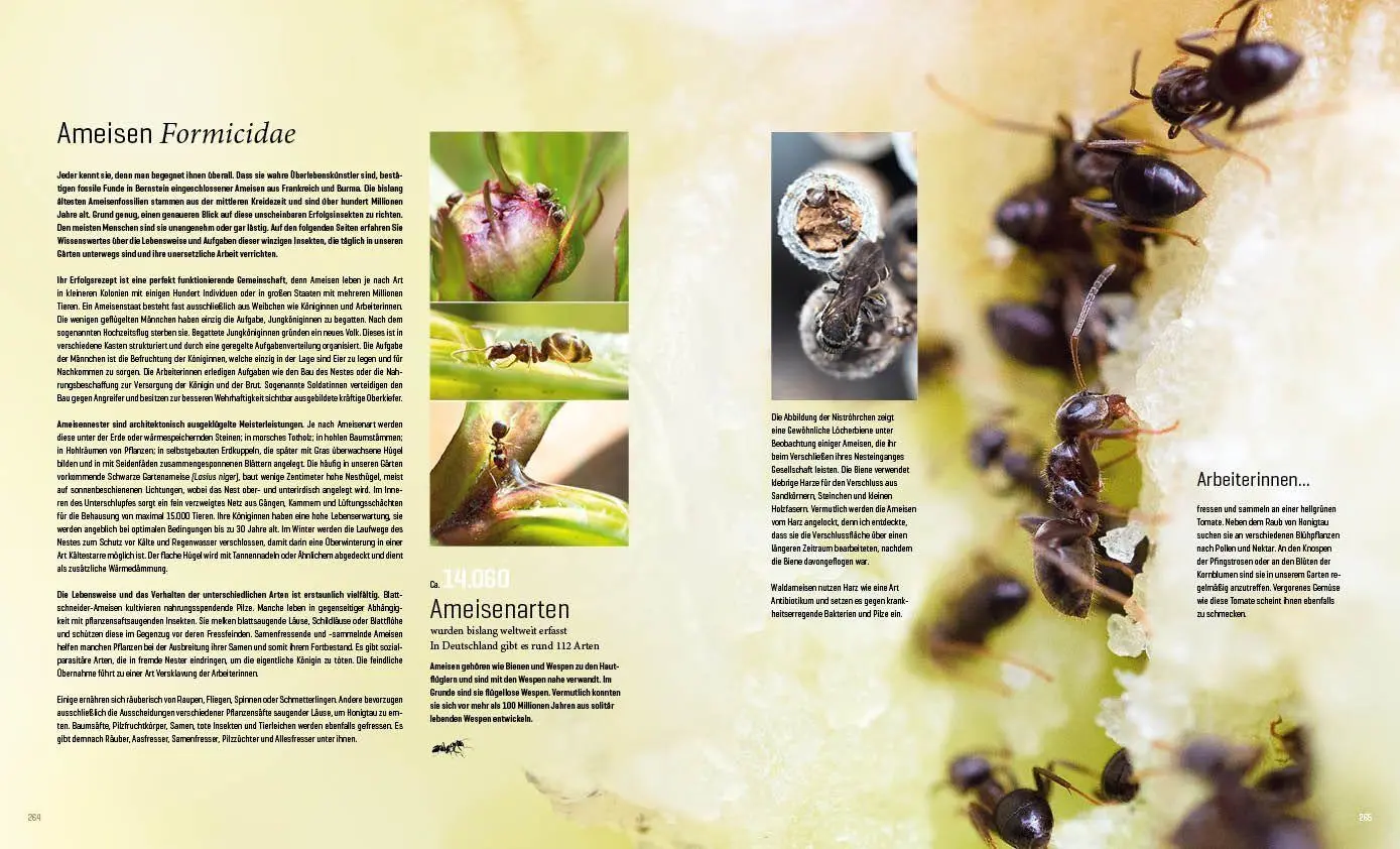 Bild: 9783943969313 | Mein Artenretter Garten | Anja Eder | Buch | 336 S. | Deutsch | 2026