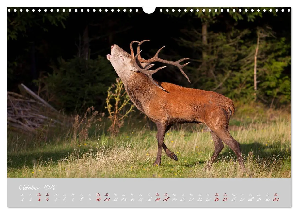 Bild: 9783457769713 | Thüringer Wald Das Grüne Herz Deutschlands (Wandkalender 2026 DIN...