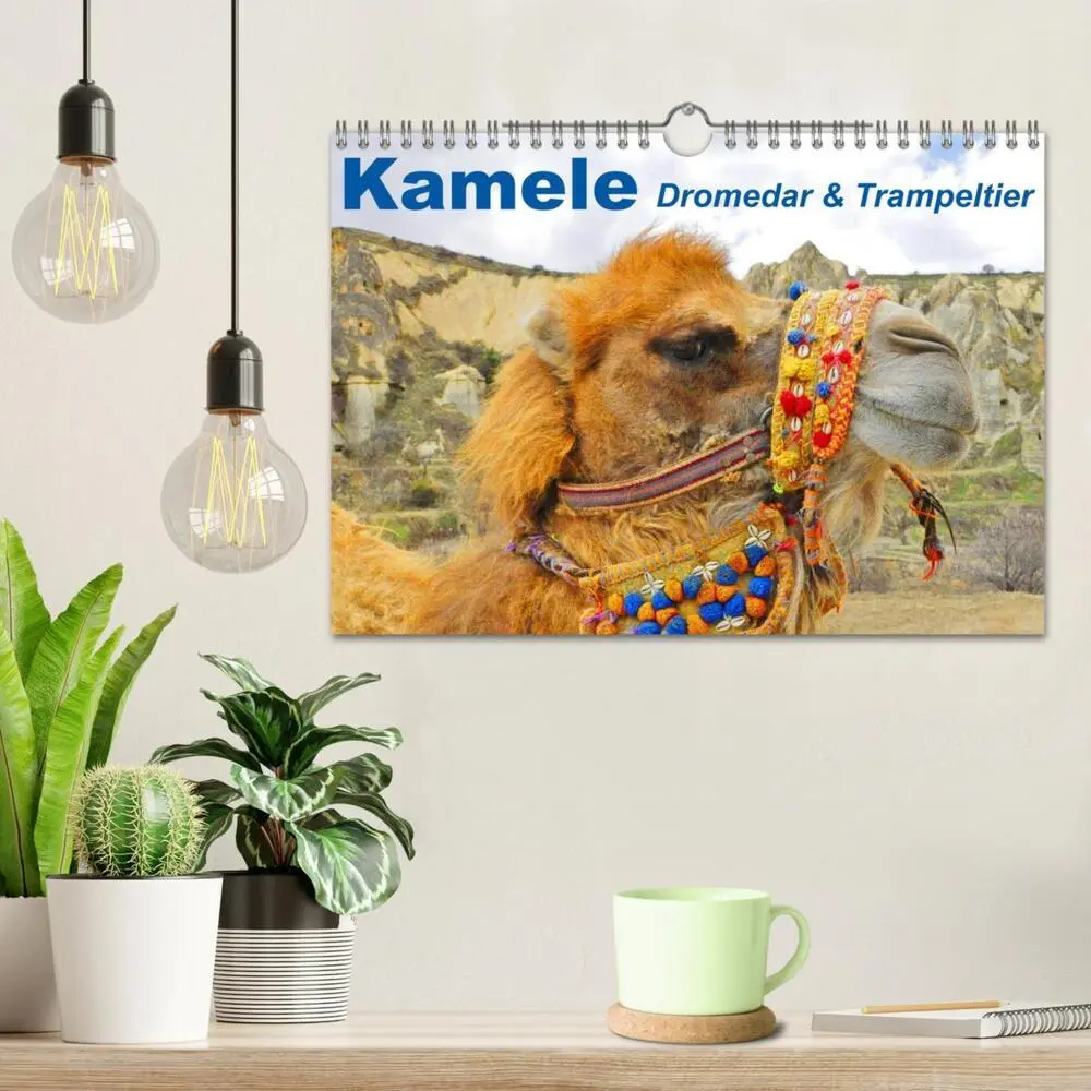 Bild: 9783435739813 | Kamele - Dromedar &amp; Trampeltier (Wandkalender 2025 DIN A4 quer),...