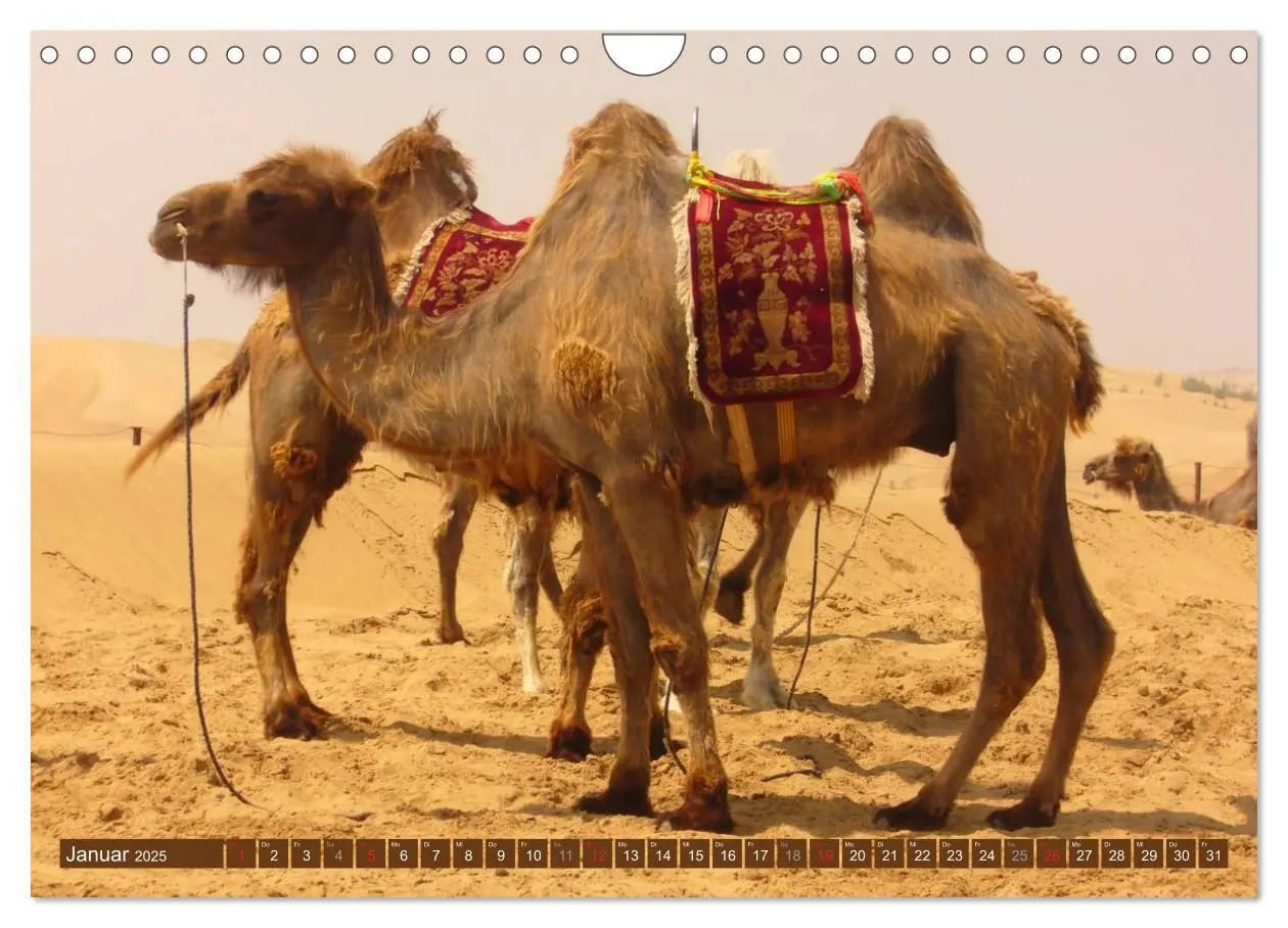 Bild: 9783435739813 | Kamele - Dromedar &amp; Trampeltier (Wandkalender 2025 DIN A4 quer),...