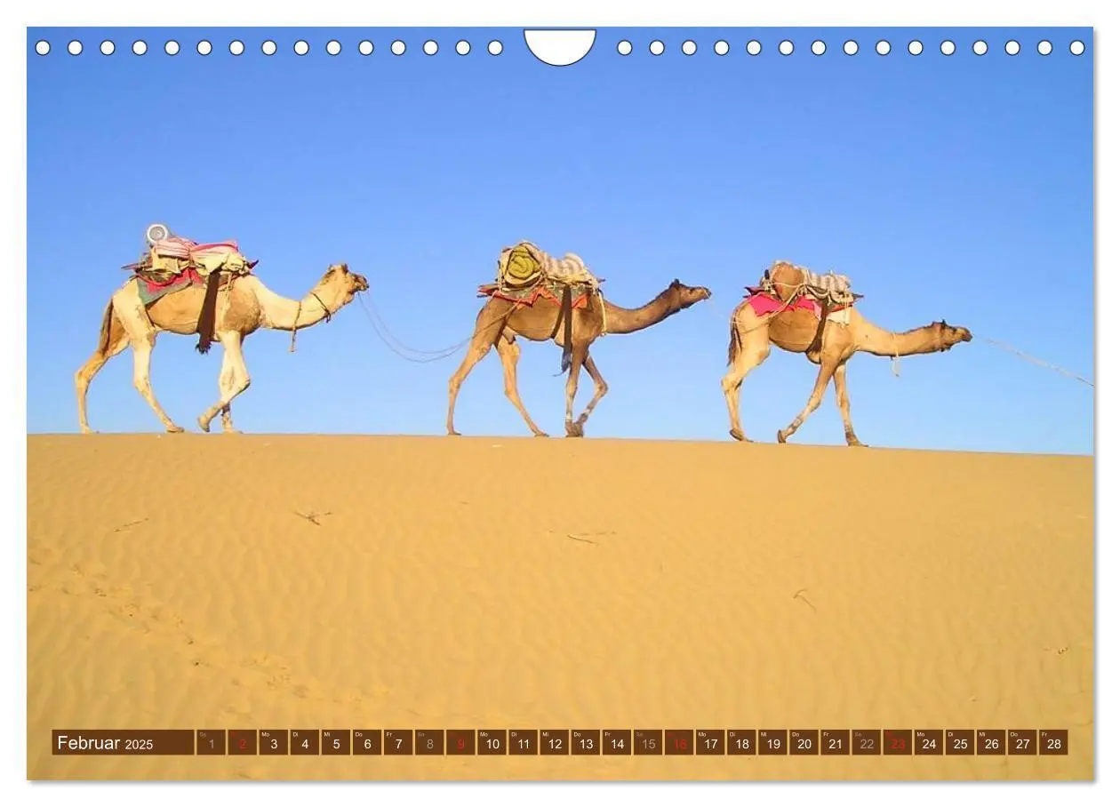 Bild: 9783435739813 | Kamele - Dromedar &amp; Trampeltier (Wandkalender 2025 DIN A4 quer),...