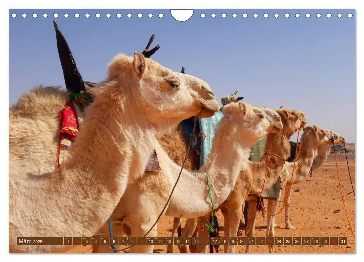 Bild: 9783435739813 | Kamele - Dromedar &amp; Trampeltier (Wandkalender 2025 DIN A4 quer),...