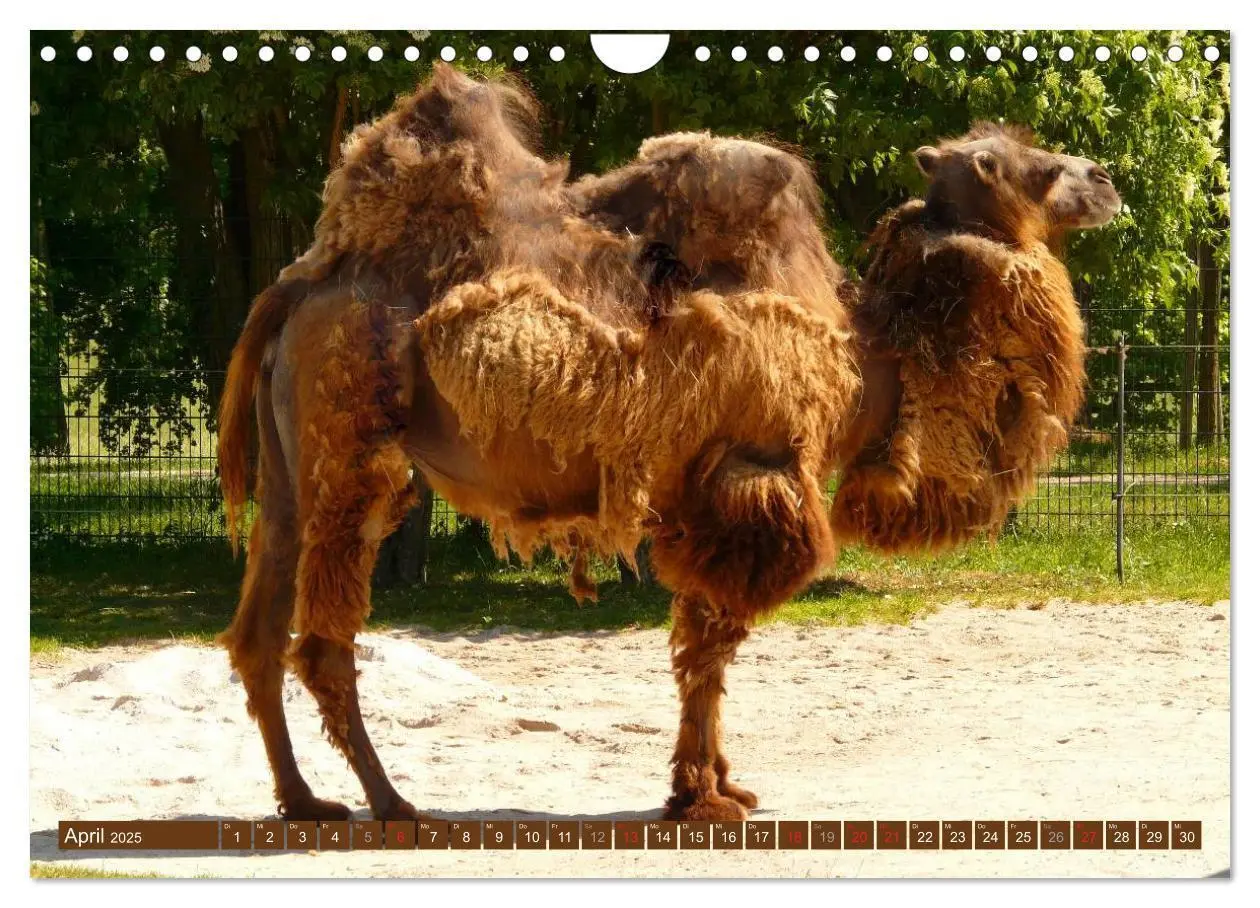 Bild: 9783435739813 | Kamele - Dromedar &amp; Trampeltier (Wandkalender 2025 DIN A4 quer),...