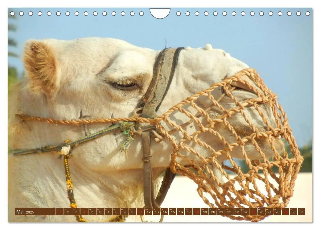 Bild: 9783435739813 | Kamele - Dromedar &amp; Trampeltier (Wandkalender 2025 DIN A4 quer),...