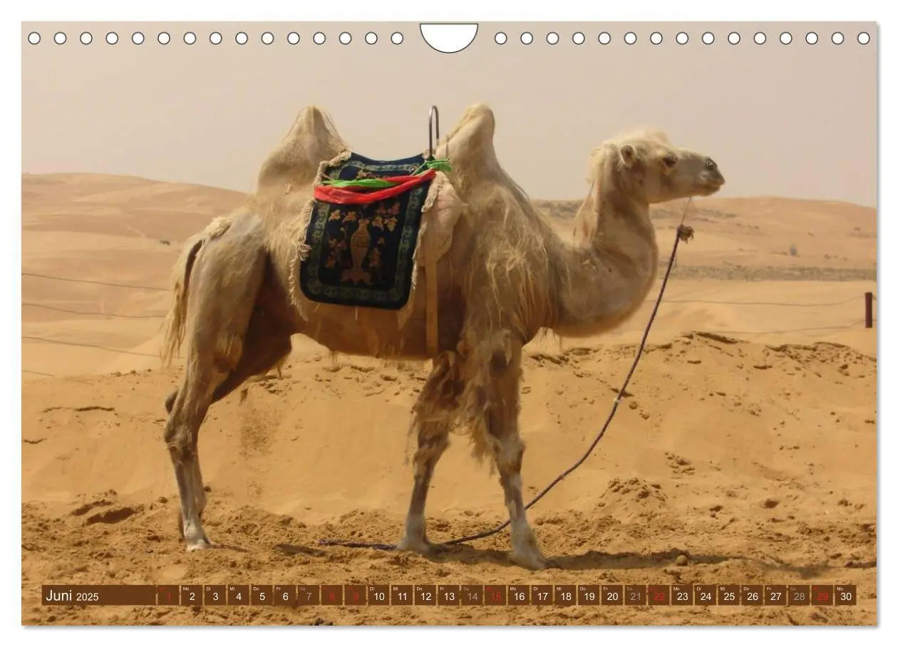 Bild: 9783435739813 | Kamele - Dromedar &amp; Trampeltier (Wandkalender 2025 DIN A4 quer),...