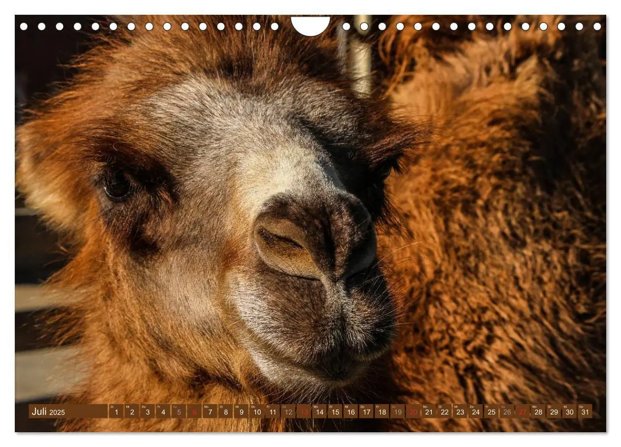 Bild: 9783435739813 | Kamele - Dromedar &amp; Trampeltier (Wandkalender 2025 DIN A4 quer),...