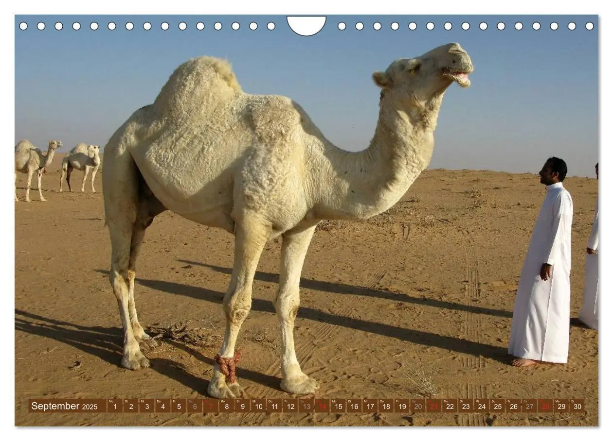 Bild: 9783435739813 | Kamele - Dromedar &amp; Trampeltier (Wandkalender 2025 DIN A4 quer),...