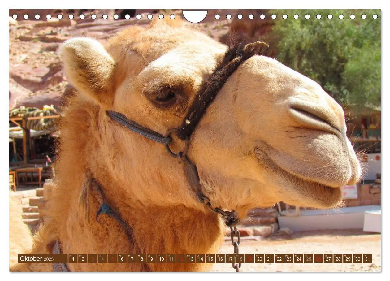 Bild: 9783435739813 | Kamele - Dromedar &amp; Trampeltier (Wandkalender 2025 DIN A4 quer),...