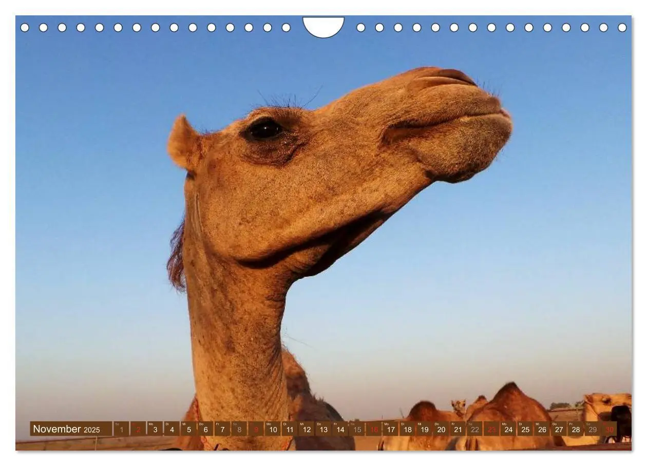 Bild: 9783435739813 | Kamele - Dromedar &amp; Trampeltier (Wandkalender 2025 DIN A4 quer),...