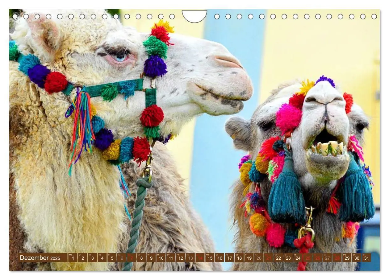 Bild: 9783435739813 | Kamele - Dromedar &amp; Trampeltier (Wandkalender 2025 DIN A4 quer),...