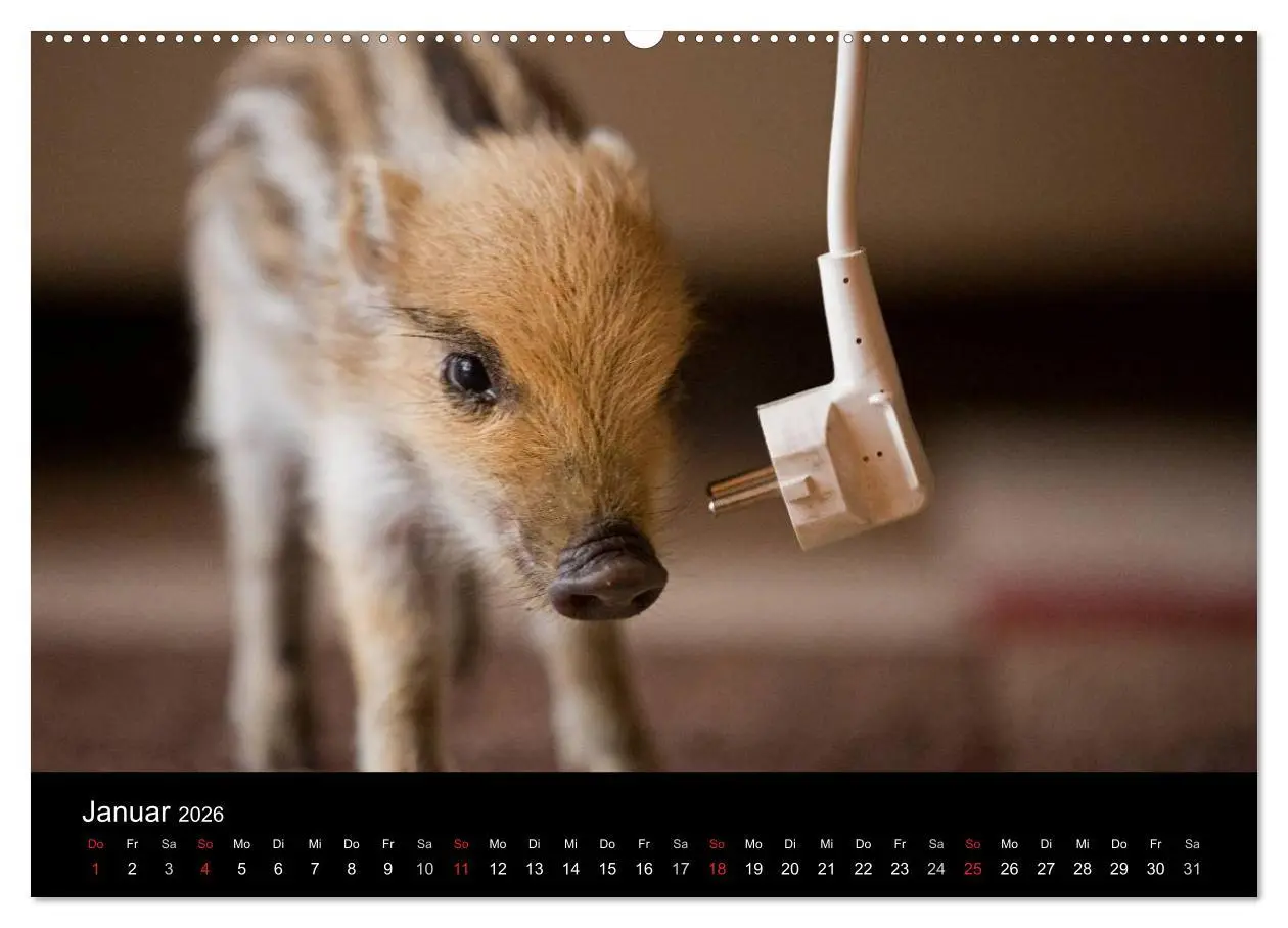 Bild: 9783457999813 | Kleine Schweinereien (hochwertiger Premium Wandkalender 2026 DIN A2...