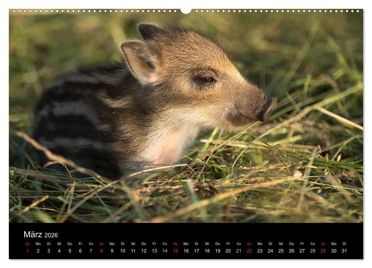 Bild: 9783457999813 | Kleine Schweinereien (hochwertiger Premium Wandkalender 2026 DIN A2...