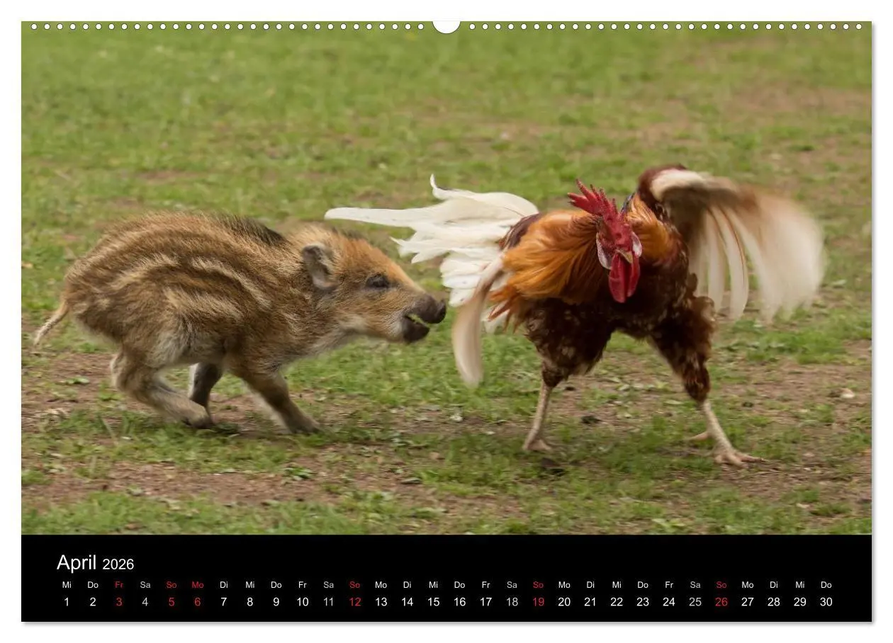 Bild: 9783457999813 | Kleine Schweinereien (hochwertiger Premium Wandkalender 2026 DIN A2...